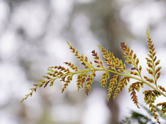 Asplenium gracillimum