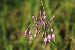 Allium carinatum pulchellum
