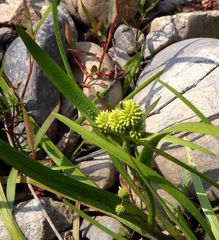 Sparganium glomeratum