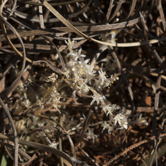 Lomandra effusa