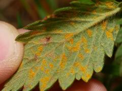 Quasipucciniastrum ochraceum