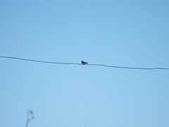 Hirundo