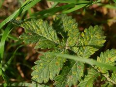 Quasipucciniastrum ochraceum