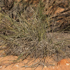Lomandra effusa