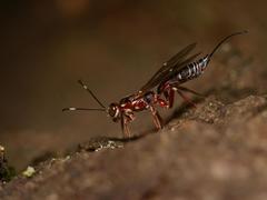 Xorides praecatorius