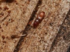 Cryptolestes duplicatus