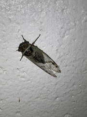 Diceroprocta marevagans