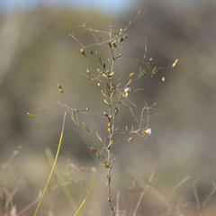 Podolepis capillaris