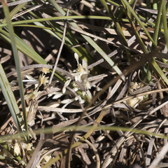 Lomandra effusa