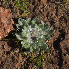 Chthonocephalus pseudevax