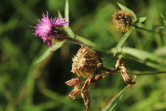 Centaurea rhaetica