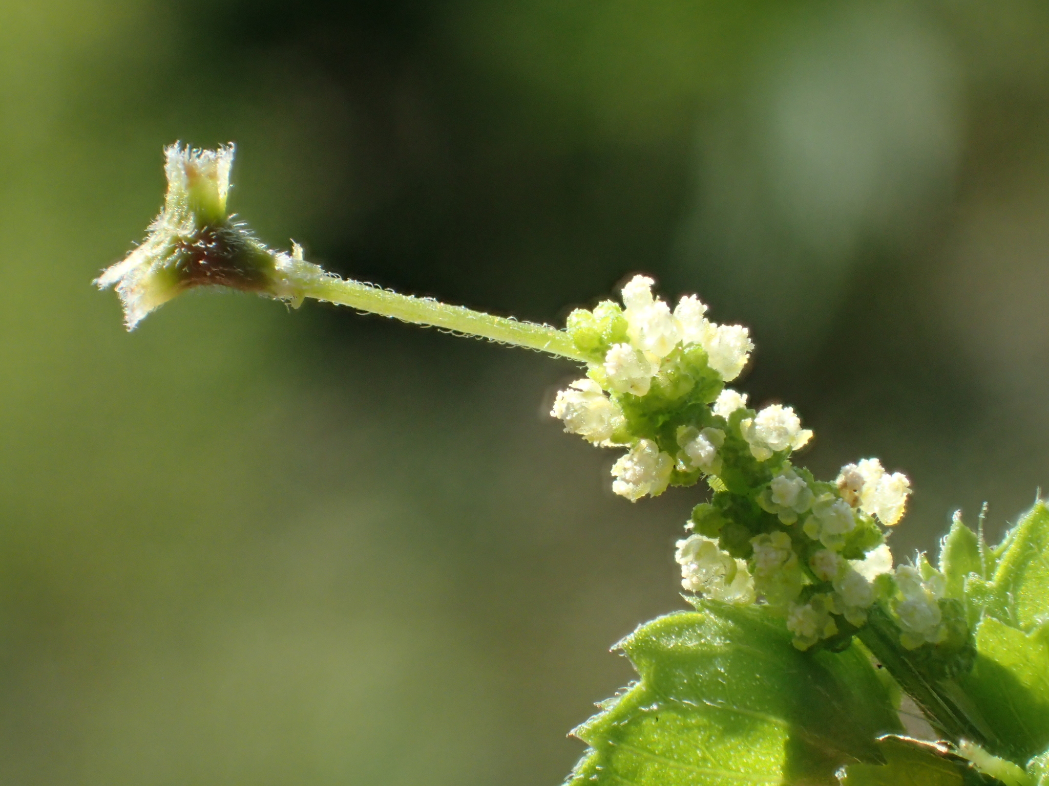 Indian Acalypha (Acalypha indica) · iNaturalist