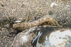 Favonigobius exquisitus