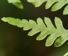 Pteris epaleata