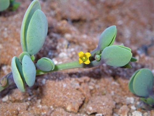 Rabbit-ears Twinleaf (Roepera compressa)