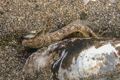 Favonigobius exquisitus