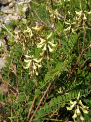 Astragalus schelichowii
