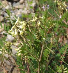 Astragalus schelichowii