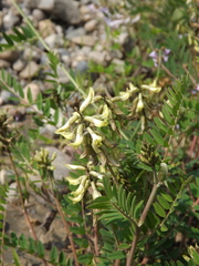 Astragalus schelichowii