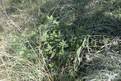 Wikstroemia indica