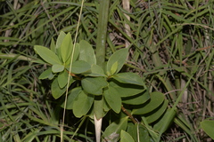 Wikstroemia indica