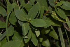 Wikstroemia indica