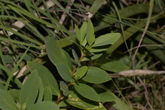 Wikstroemia indica