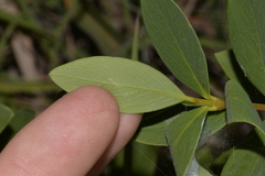 Wikstroemia indica