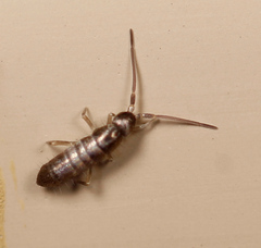 Tomocerus minor