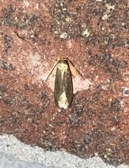 Holcocera immaculella