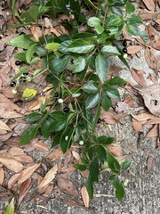 Causonis corniculata
