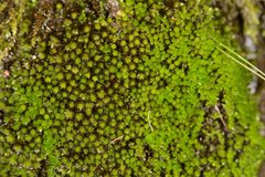 Bryum laevigatum