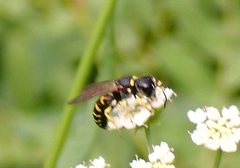 Ectemnius arcuatus