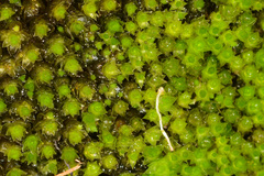 Bryum laevigatum