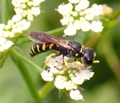 Ectemnius arcuatus