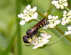 Ectemnius arcuatus