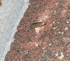 Holcocera immaculella