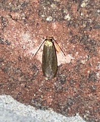 Holcocera immaculella