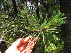 Pinus uncinata uliginosa