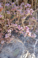 Chorizanthe