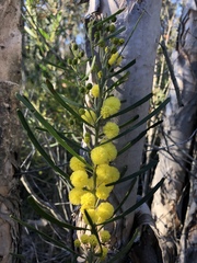 Acacia elongata