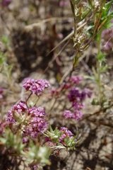 Chorizanthe