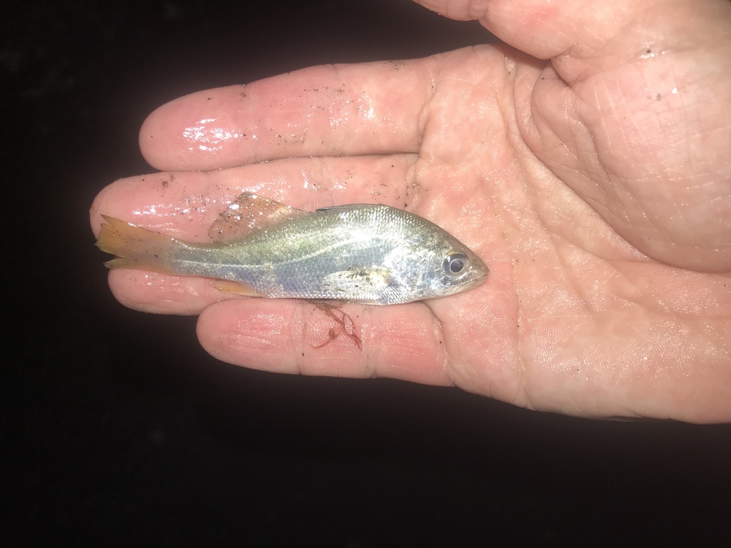 Silver Croaker