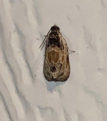 Olethreutes griseoalbana