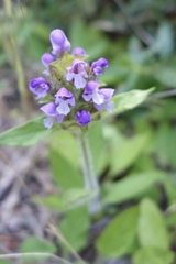 Prunella vulgaris lanceolata