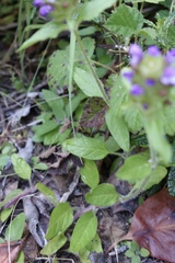 Prunella vulgaris lanceolata