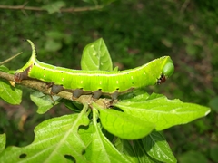 Cephonodes hylas