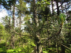 Pinus uncinata uliginosa