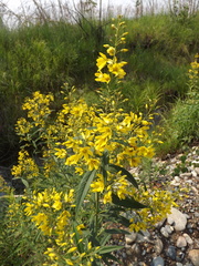 Lysimachia davurica