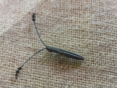 Eucomatocera vittata